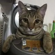 すのぅの画像