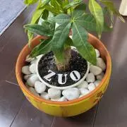 zuoの画像