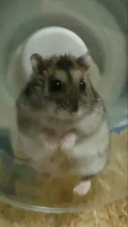 ポポ