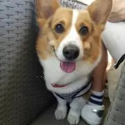 ロビンママの画像