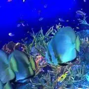 光希の画像