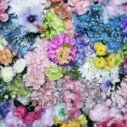あんこ