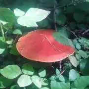 いたの画像
