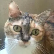 Nyao