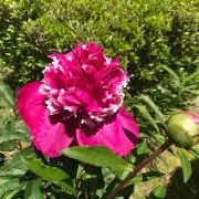 芍薬の画像