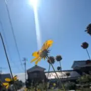 おいごとーの画像