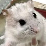 次7/6発送です ◯あやネイルの画像