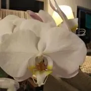 アイス