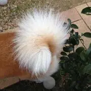 蘭丸
