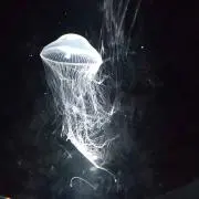 Y_mの画像