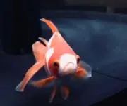 ナツコ
