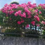 ミモカ。の画像