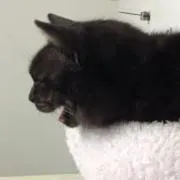 ねこのけの画像