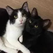 あゆ