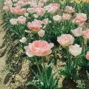 かおるの画像