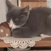 すみちゃん
