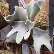 sparrowの画像