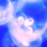 くらげの画像