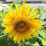 ⭐︎なお⭐︎の画像
