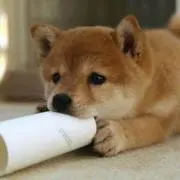 プロフ必読☆ポチの画像