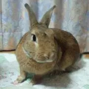 pino