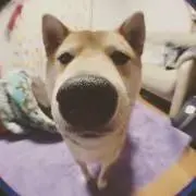 ほたちまるの画像