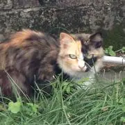 k mon
