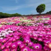 ぷーの画像