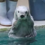ゆずの画像
