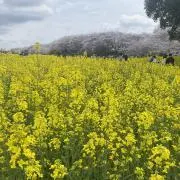 加藤あやかの画像