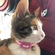 Miho