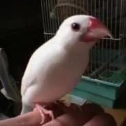 さくらの画像