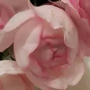 puripuricoの画像