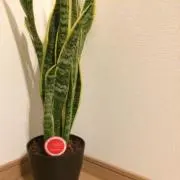 りんりんの画像