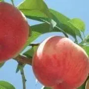 necciの画像