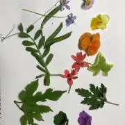 リカの画像