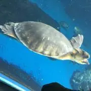 ピーさんの画像