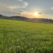 Kamikazeの画像