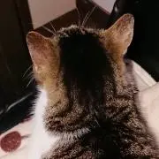 タンポポの画像