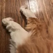 あおたか