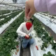 りんごの画像