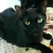 Bikkie