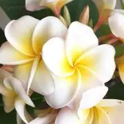 sakusakuの画像