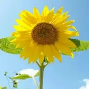 サムライさんの画像