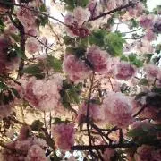 りんの画像