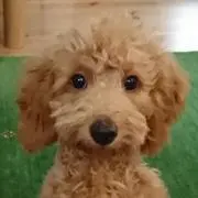 ブンブン