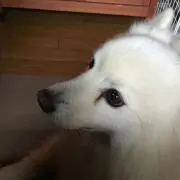 凛パパ