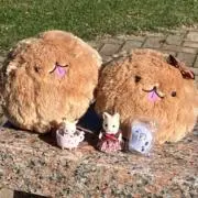 みそかしわ(プロフ一読お願いします)の画像