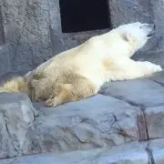 まー