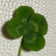 ゆんちゃ